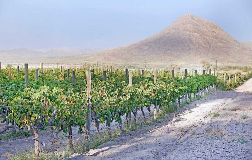 vinos parras