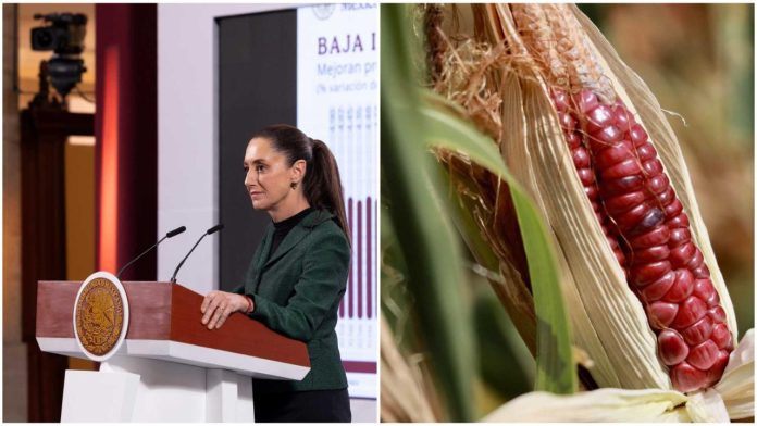 Diputados modificarán iniciativa de Sheinbaum sobre maíz transgénico para garantizar la protección de variedades nativas