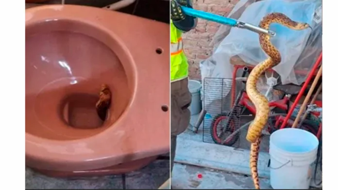 Hombre encuentra serpiente en la taza de su baño en Coahuila