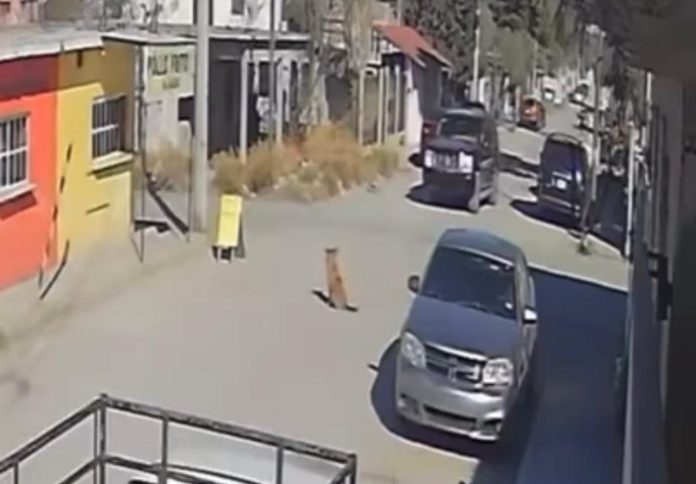 Kira, la perrita embarazada que murió atropellada y desató indignación