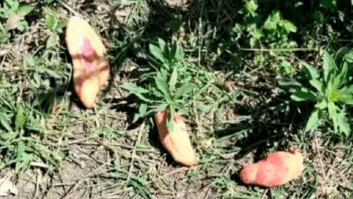 Tres niños fallecieron tras ingerir pan envenenado que habían colocado para perros