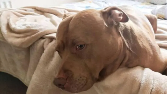 Perro salta sobre la cama y acciona un arma de fuego, hiriendo a su dueño