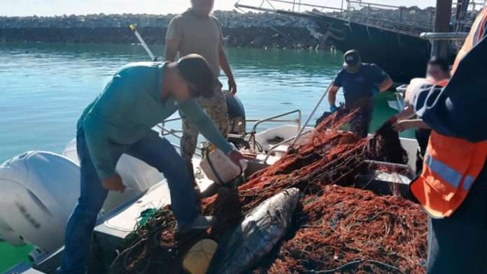 Autoridades retiran 6 mil metros de redes ilegales y rescatan totoabas y tortugas en el Alto Golfo de California