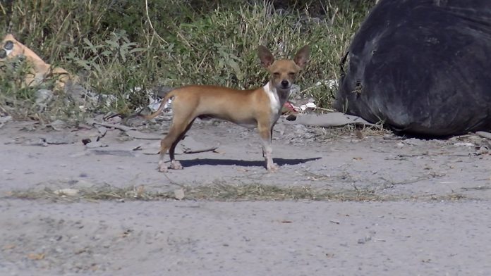 Rescatistas de perros en situación de calle organizan evento con causa