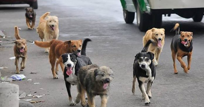 Más de 100 mil perros callejeros en la región Centro, Carbonífera y Norte: Theo Kalionchiz