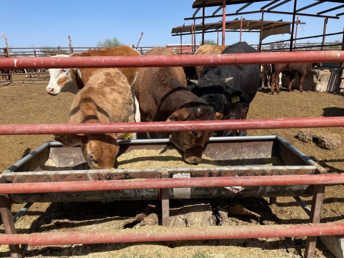 Gobierno estatal destina 20 mil pesos por semental y prevé buena temporada de siembra tras sequía.