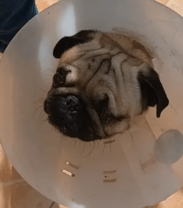 Gizmo
