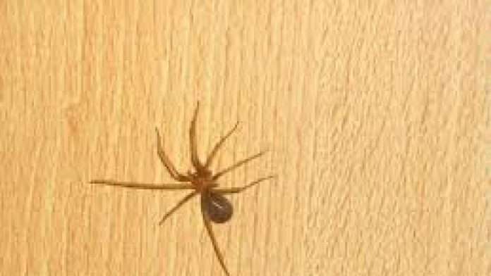 Fallece joven tras ser mordida por una araña violinista