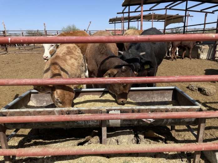 Ganaderos de Múzquiz pueden aprovechar un subsidio de hasta 700 pesos