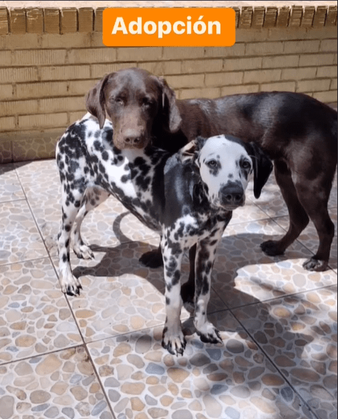 Enfermera y rescatisa de animales se quita la vida en Coahuila