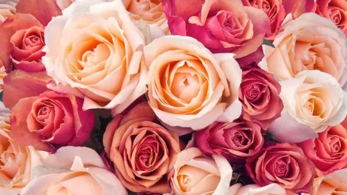 Flores que duran más días: opciones ideales para regalar el Día de las Madres