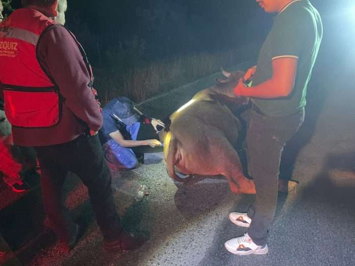 Retiran vaca atropellada de carretera estatal en Barroterán