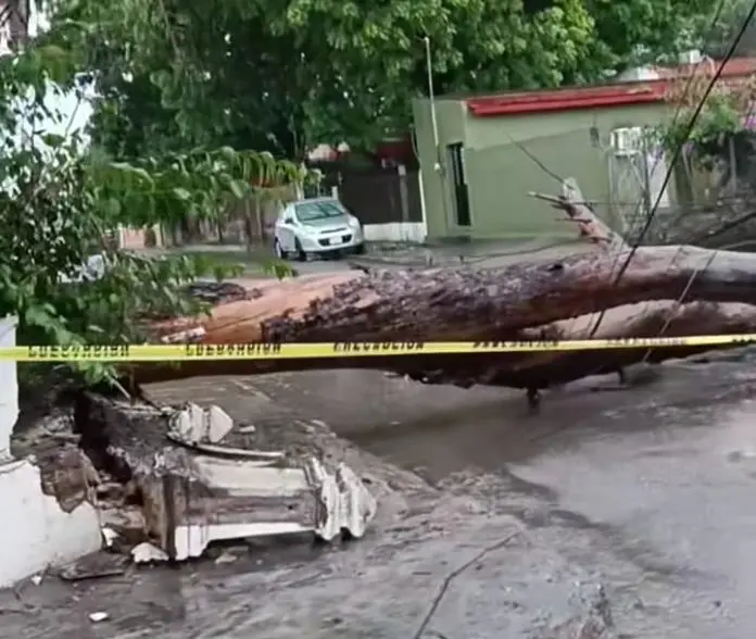 Una fuerte tromba en Múzquiz causó caída de árboles, daños a techos de lámina, autos afectados