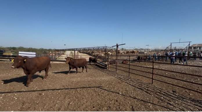 Ganaderos de Coahuila afectados por cierre de exportaciones a Estados Unidos