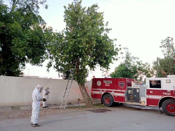 Bomberos de Múzquiz atienden varios reportes de enjambres de abejas en zonas urbanas