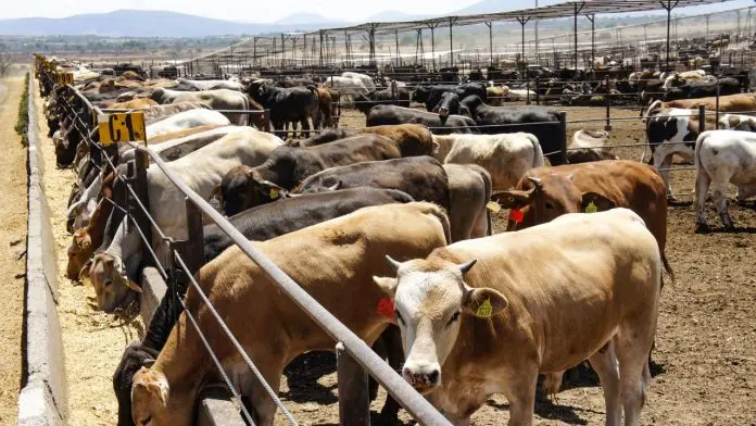 Reanudará Coahuila la exportación de ganado hacia los Estados Unidos
