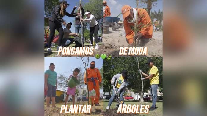 Crece participación ciudadana en programas de reforestación: este año se han plantado 2 mil 500 árboles