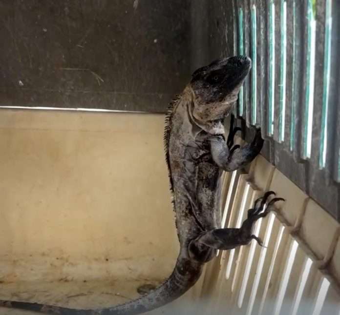 Iguana Negra la rescataron en las instalaciones de Trinity Rail Sabinas