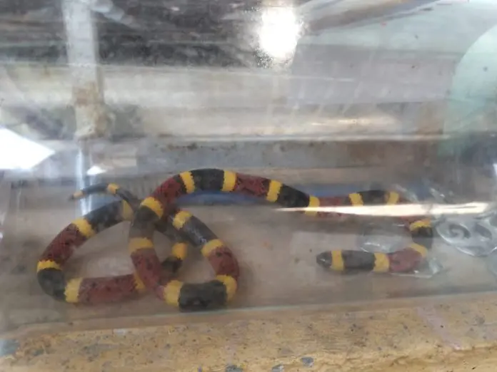 Habitantes de Múzquiz reportan una serpiente tipo coralillo dentro de una vivienda