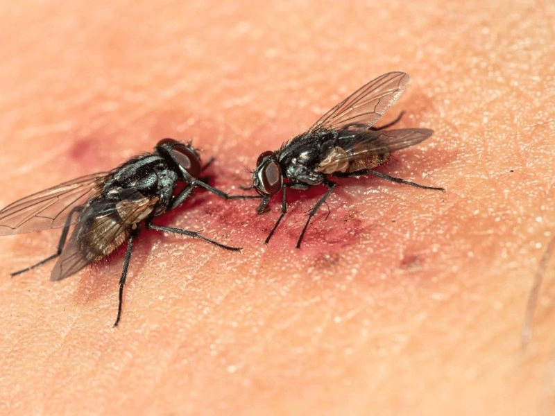 Confirman nuevos casos de miasis por gusano barrenador en Chiapas; ya son 21