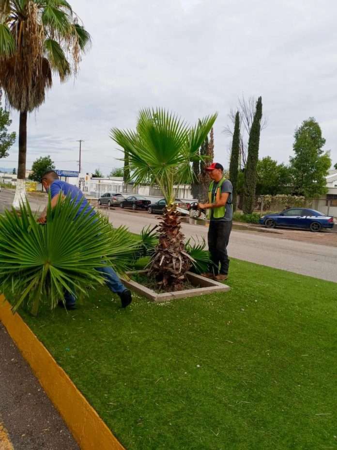 El Gobierno de Múzquiz retira árboles secos del bulevar Múzquiz–Palaú y anuncia reforestación con nuevas especies