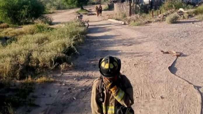Bomberos salvan a hombre atacado por abejas en Coahuila; su estado es delicado