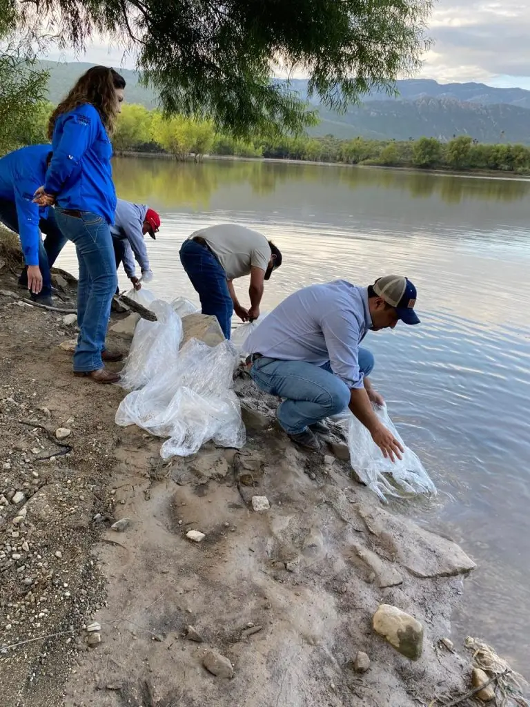 Coahuila fomenta la actividad pesquera con repoblación en presas