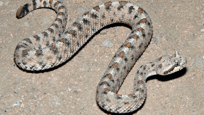 Serpiente de cascabel