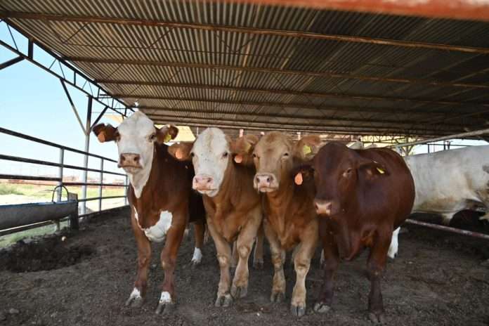 Anuncian la reapertura de la frontera para exportación de ganado