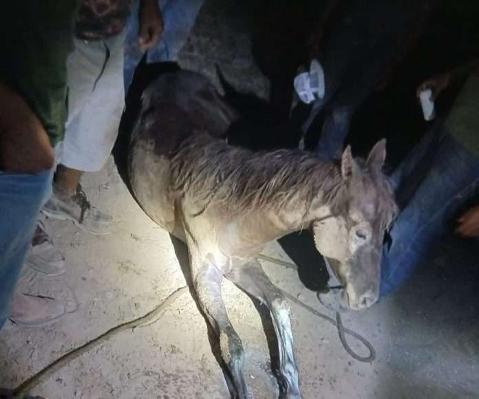 Bomberos Sabinas rescatan caballo caído en noria