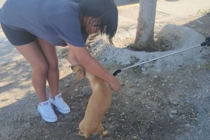 Realiza Unidad Canina con éxito brigada para caninos y felinos