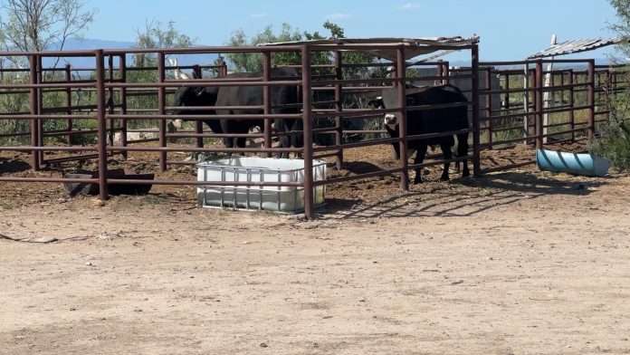 La Confederación Nacional Campesina espera el plan gubernamental que compensará las pérdidas económicas de los productores pecuarios por el cierre de la frontera estadounidense al mercado del ganado mexicano. 