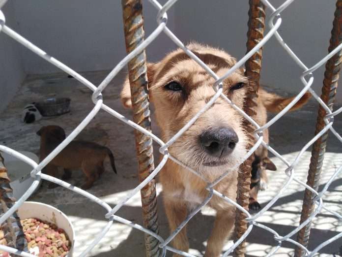 Anuncia unidad canina feria de adopción ‘’huella con amor’’