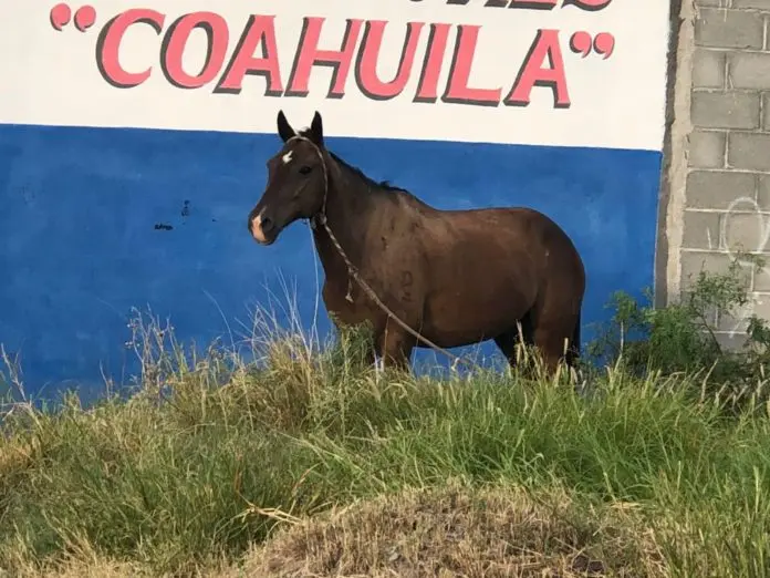 El caballo que fue sustraído