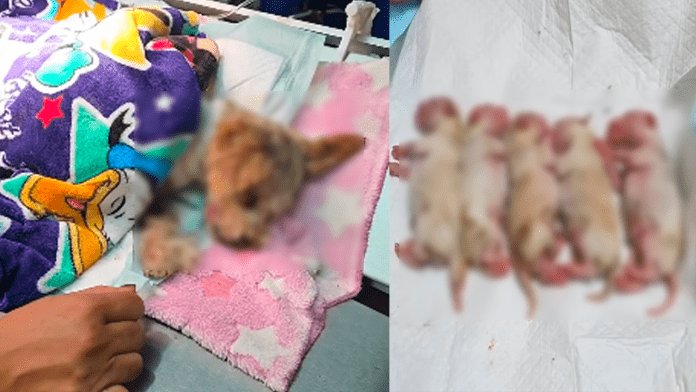 Perrita Cereza de Iztapalapa