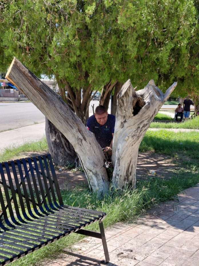 Retiran árbol que ponía en riesgo a vecinos en la colonia Sarabia