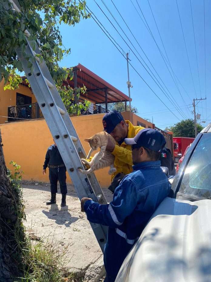 Bomberos y Protección Civil de Múzquiz rescataron a un gato que llevaba varios días atrapado en un árbol del barrio La Nogalera.