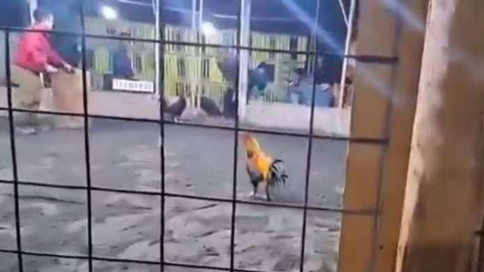 Palenque clandestino
