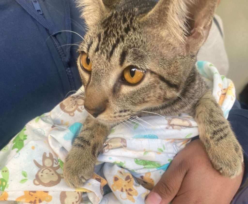 Control Canino realizó 190 esterilizaciones de perros y gatos en distintas colonias de Torreón