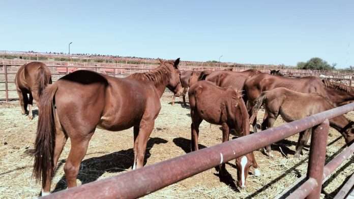 La Asociación Ganadera Local de Múzquiz mantiene bajo resguardo 12 caballos robados recuperados por las autoridades.