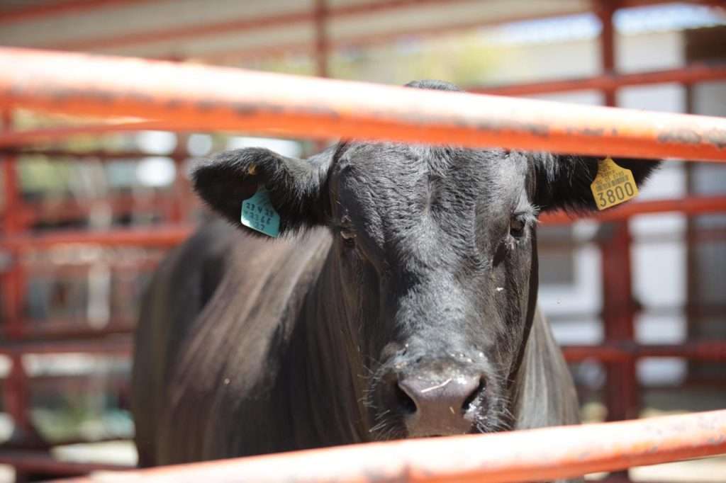 Campaña Guardia Arriba Coahuila, Reporte de gusaneras SENASICA, Sanidad pecuaria Coahuila, Casos Gusano Barrenador Tamaulipas, Control de movilidad ganadera, App AVISE reportes.