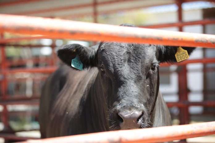 Campaña Guardia Arriba Coahuila, Reporte de gusaneras SENASICA, Sanidad pecuaria Coahuila, Casos Gusano Barrenador Tamaulipas, Control de movilidad ganadera, App AVISE reportes.