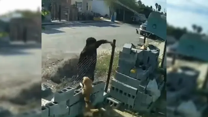 Hombre agrede a perro