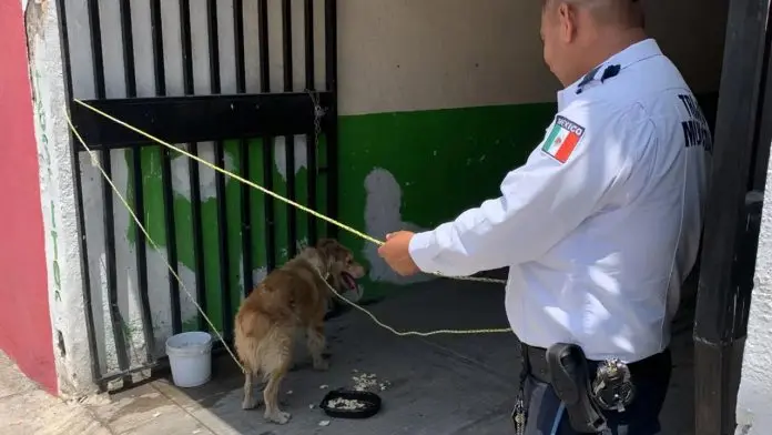 Menor sufre mordedura de perro