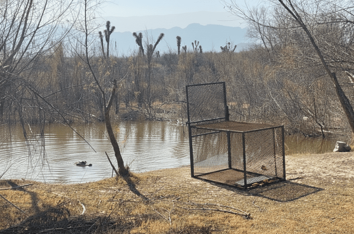 Capturan al primer Cocodrilo