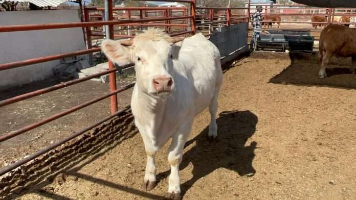 Inspectores de Desarrollo Rural realizan inspecciones mensuales al ganado en Múzquiz