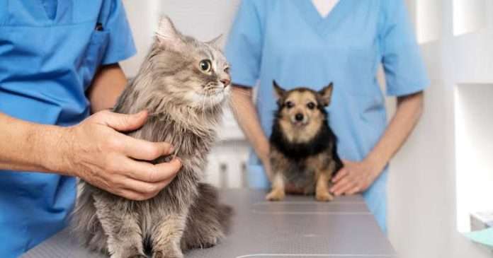 Gobierno Municipal de Múzquiz anuncia campañas de esterilización para perros y gatos