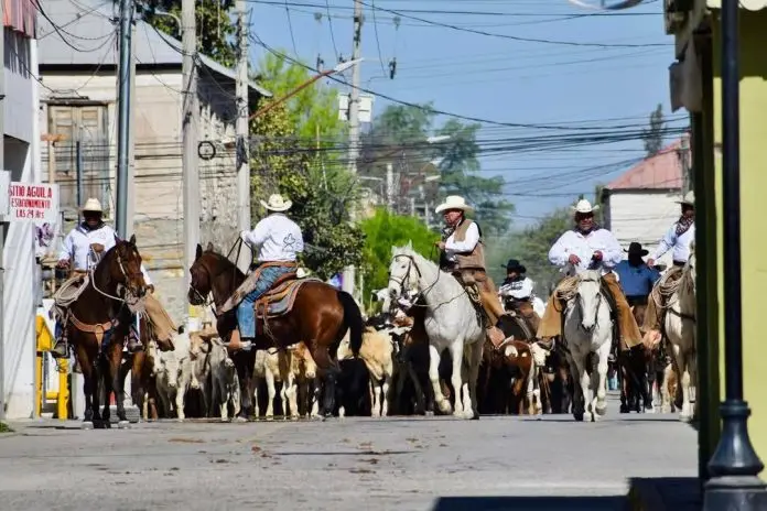 Más de 400 cabezas de ganado y 70 vaqueros participarán en La Arreada 2026 en Múzquiz