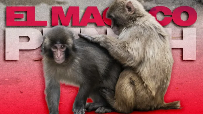 El macaco Punch interactuando en el zoológico de Ichikawa