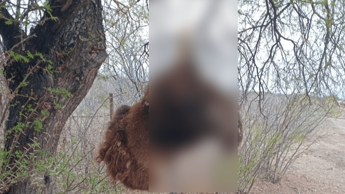 Hallazgo de cabeza de bisonte